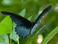 butterfly image