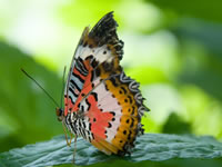 butterfly image