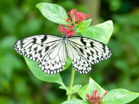 butterfly image