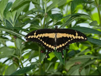 butterfly image